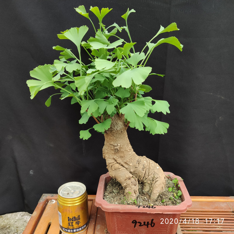 银杏树苗造型老桩矮霸室内花卉禄盘植物四季好养易活造型盆栽盆景-图2