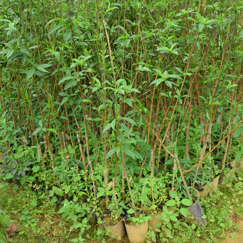 鹰嘴桃果苗水蜜桃盆栽地栽果树苗桃子苗桃树南方北方种植当年结果 - 图1