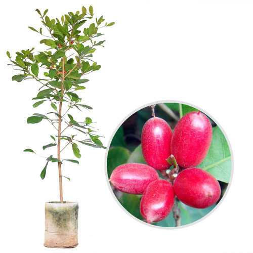 神秘果苗 神秘果树苗 南方果树苗 带土带泥带叶广西发货 盆栽地栽 - 图3