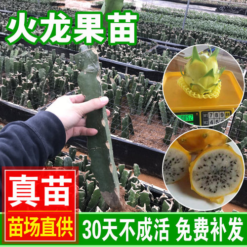 燕窝火龙果苗 麒麟果黄皮 红肉火龙果苗黄心果苗盆栽树苗四季结果 - 图1