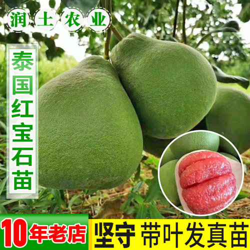 泰国红宝石青柚嫁接苗柚子树苗新品红宝石柚苗越南青柚苗红心柚子 - 图2