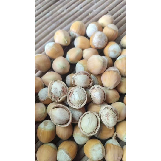 Fresh original hazelnut nuts Liaoning