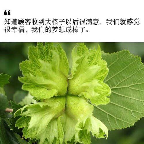 2026年新鲜水瓤仁原味生坚果香甜大榛子去脱绿皮东北薄皮干果辽宁 - 图1