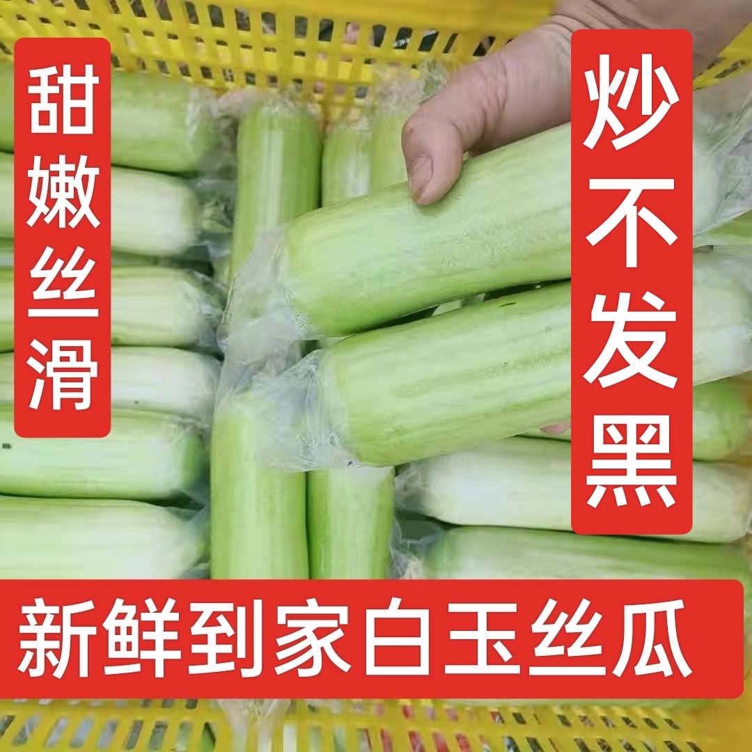 湖南白玉丝瓜新鲜福建蔬菜肉丝瓜牛奶丝瓜香丝瓜菜瓜湘菜家庭装-图0