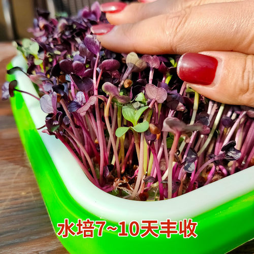 芽苗菜水培紫萝卜白萝卜红萝卜无土栽培芽菜托盘豆芽菜育苗盘套装 - 图1