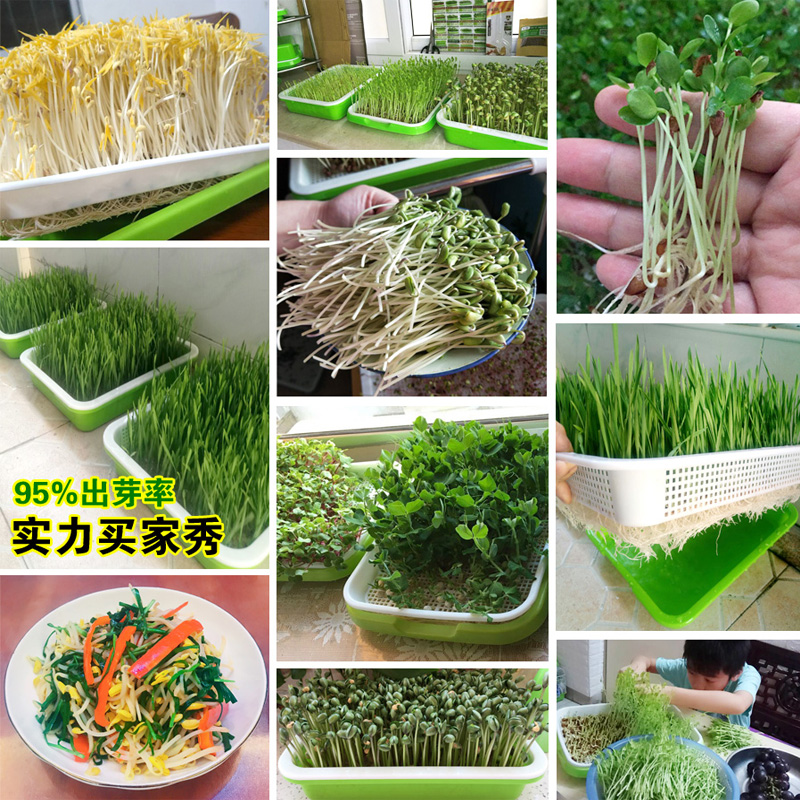 热销水培芽苗菜无土栽培纸上种菜蔬菜油葵菜籽小麦苗白萝卜麻豌豆 - 图1