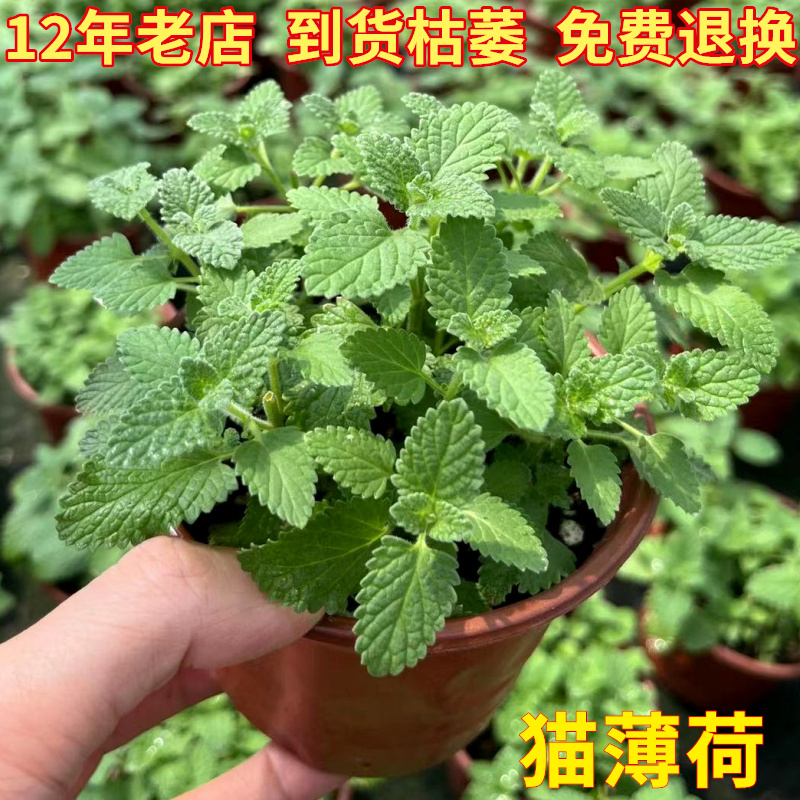 猫薄荷盆栽 猫喜欢吃的 阳台园艺花卉 芳香植物Nepeta cataria L - 图1