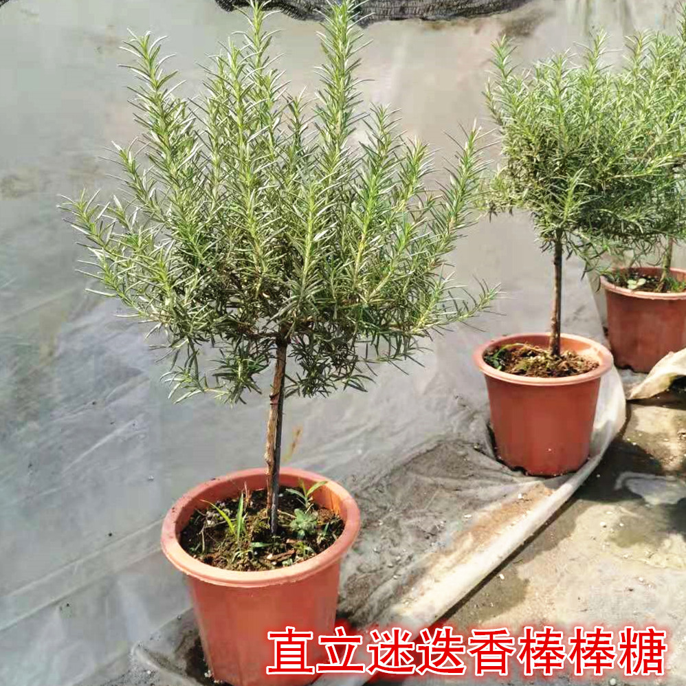 绿植盆栽迷迭香驱蚊草西餐料理花卉净化空气香草桌面阳台rosemary