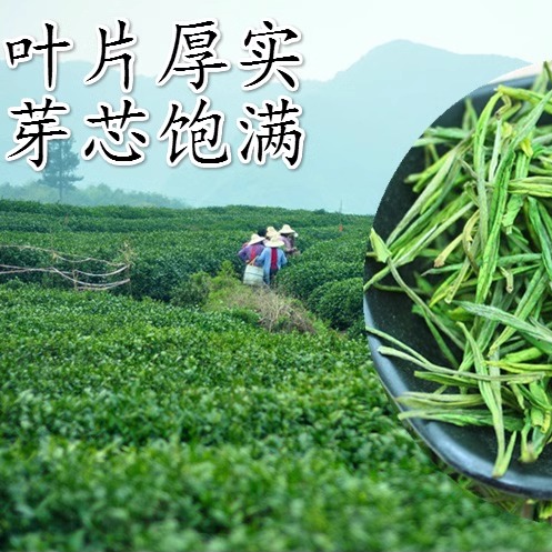 2024年新茶 高山白茶绿茶雨前珍稀白茶茶叶 茶农直销250包邮春茶