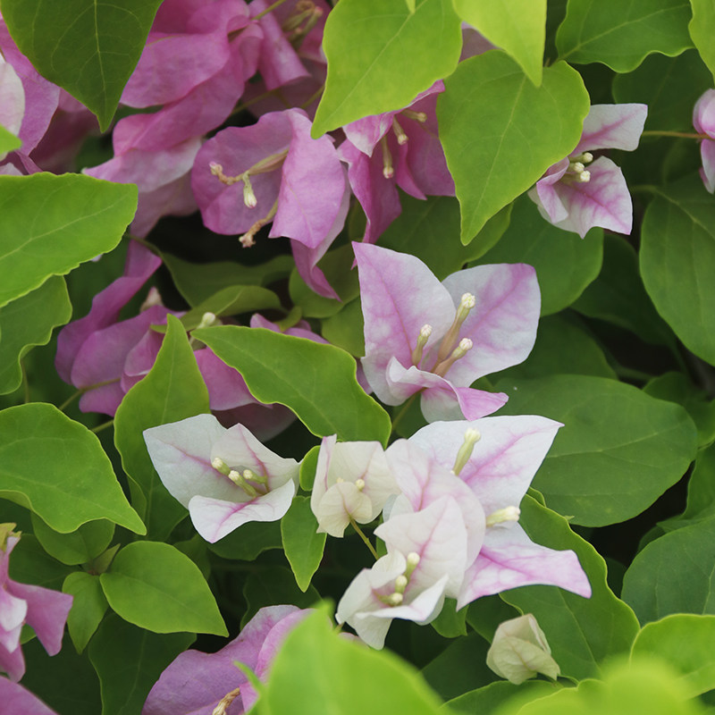 三角梅广红樱三角梅 盆栽绿植庭院阳台开花植物,淘宝优惠券,粉丝福利购,淘宝优惠卷