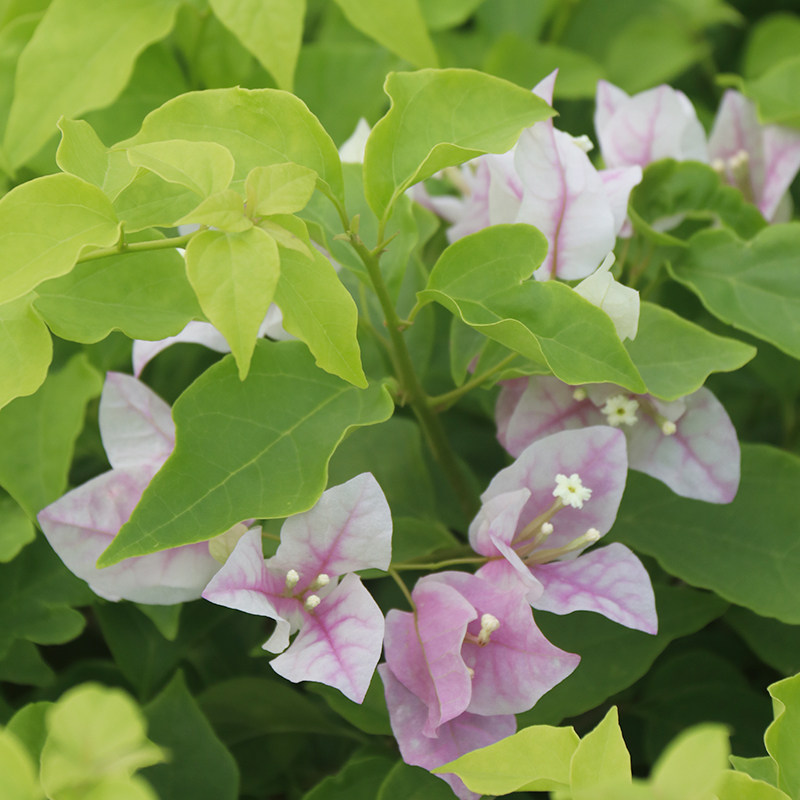 三角梅广红樱三角梅 盆栽绿植庭院阳台开花植物,淘宝优惠券,粉丝福利购,淘宝优惠卷