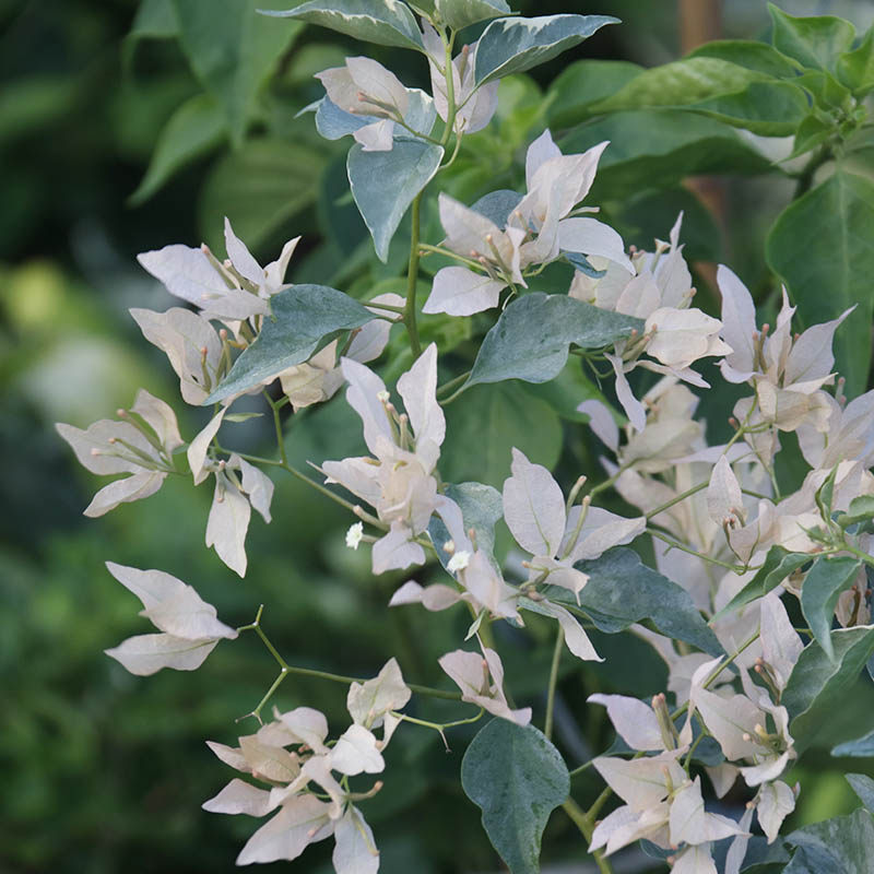 三角梅 奶茶蝶 奶茶色 盆栽绿植庭院阳台开花植物,淘宝优惠券,粉丝福利购,淘宝优惠卷
