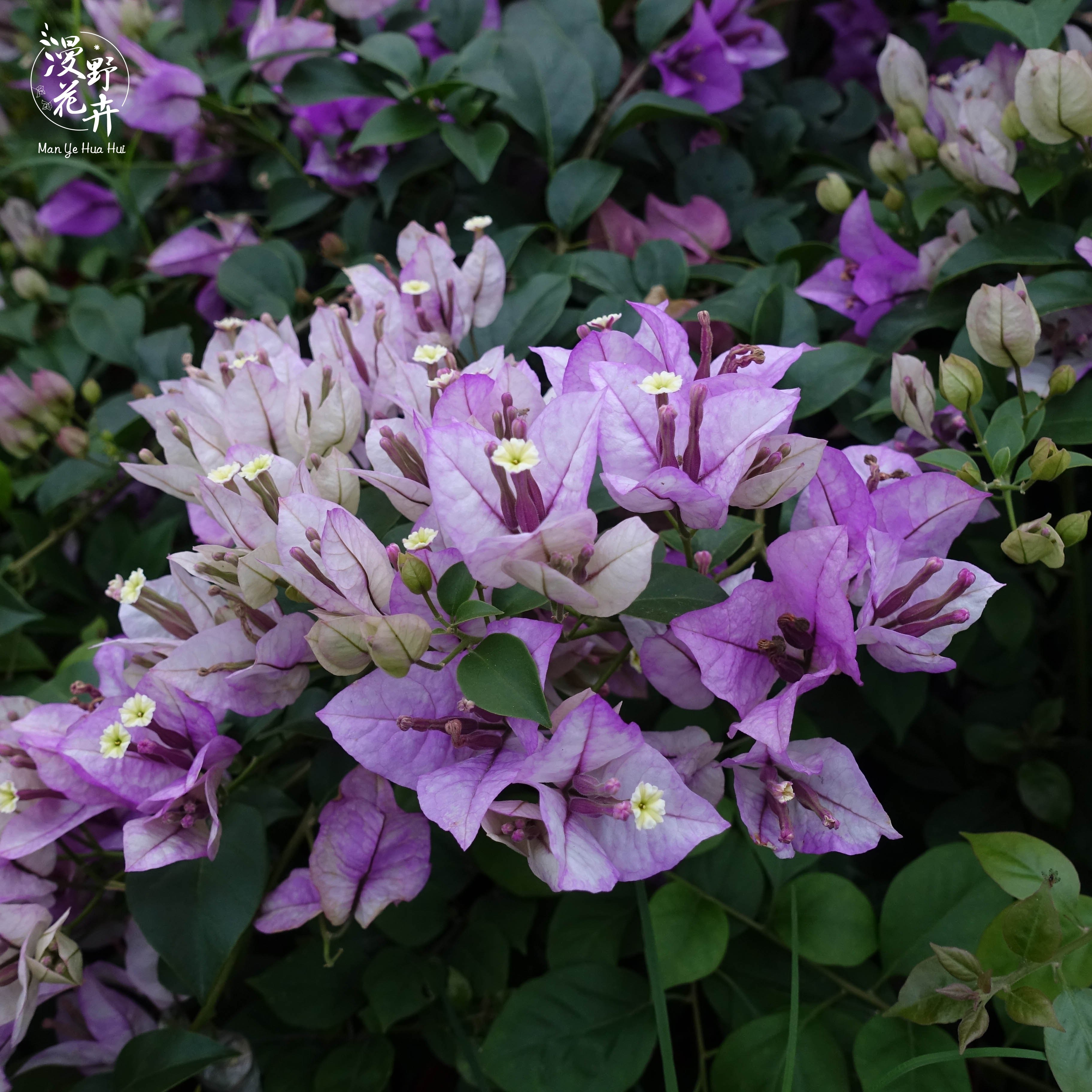 漫野花卉|三角梅雪紫扦插苗带花发货盆栽绿植阳台开花植物,淘宝优惠券,粉丝福利购,淘宝优惠卷