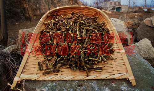 野生槐角中药材槐实 国槐槐豆 槐连豆槐子槐实膏槐角丸槐米茶原料 - 图1
