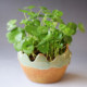 Succulent plant pot ceramic creative potted old pile