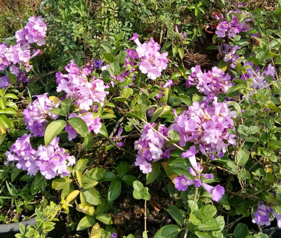 广东省百花谷园艺 易养藤本植物 蒜香藤 张氏紫薇 紫铃藤 花期长 - 图1