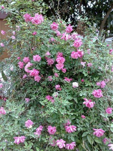 庭院阳台盆栽花卉中国古老月季月月粉粉红月季花半藤本月季多年生,淘宝优惠券,粉丝福利购,淘宝优惠卷