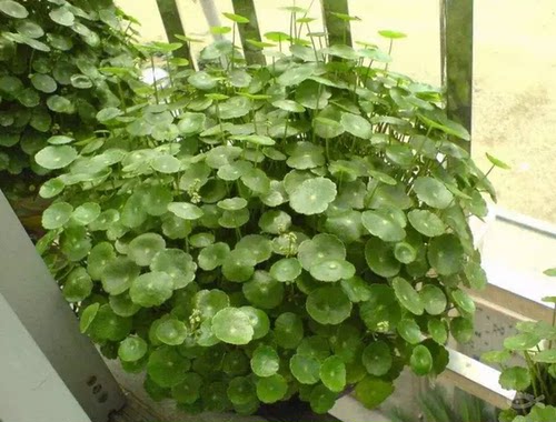观叶植物 铜钱草蘑菇草 水养或种土 粗生管理  团团圆圆 好运连连 - 图1