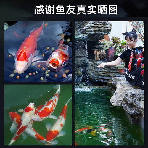 亚峰锦鲤鱼饲料鱼食金鱼小颗粒鱼粮家用鱼料专用观赏鱼小型鲤鱼 - 图3