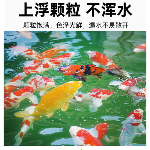 亚峰锦鲤鱼饲料鱼食金鱼小颗粒鱼粮家用鱼料专用观赏鱼小型鲤鱼 - 图2