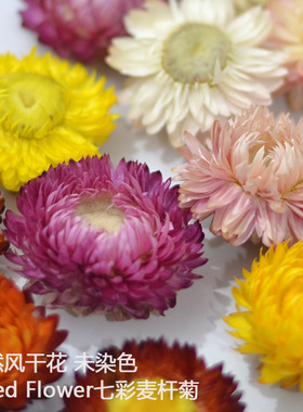 小雏菊麦杆菊干花包手工材料天然