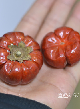 迷你小南瓜干花包万圣节圣诞果实