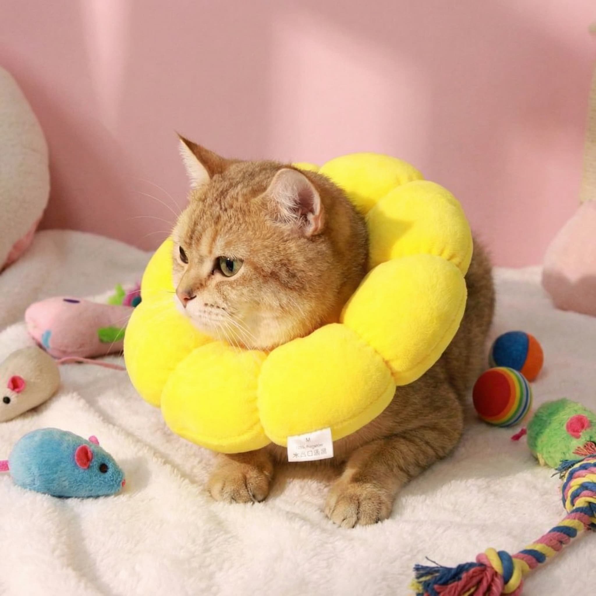 伊丽莎白项圈防抓挠防咬猫咪绝育猫项圈宠物用品可调节伊丽莎白圈,淘宝优惠券,粉丝福利购,淘宝优惠卷