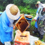 Дикий желтый ананас мед, чистая натуральная ферма, продуктивная черная пчела желтая кипарисовая мед без добавления почвенного меда