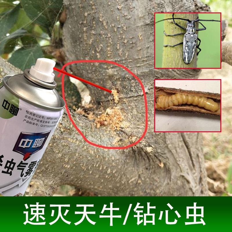 中聊杀天牛克星立毙幼虫无花果桃树柑橘钻心虫蛀杆害虫蛀虫杀虫剂 - 图0