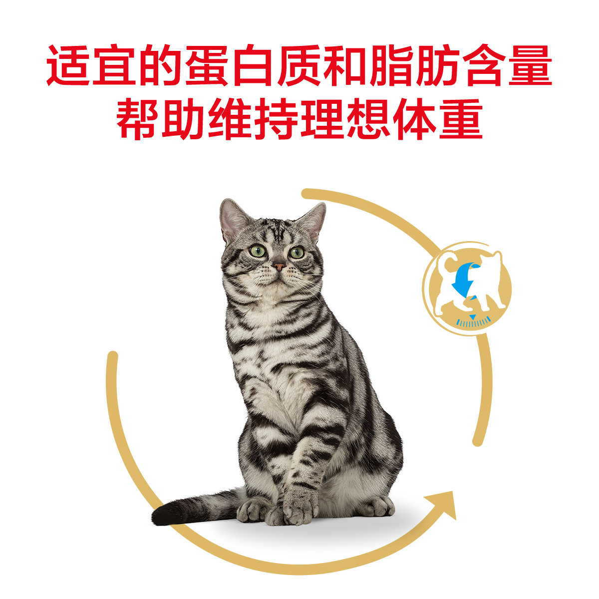 腐败猫皇家猫粮短毛猫成猫粮ASA31 美短<a href=