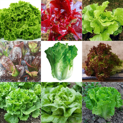 四季奶油生菜种子阳台种植四季播儿童种植小盆栽蔬菜口感好阳台籽 - 图0