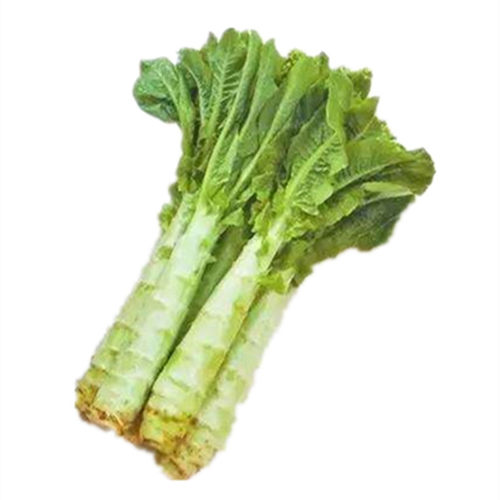四季莴苣种子莴笋蔬菜籽庭院阳台耐热耐寒庭院易种可春二月皮莴苣 - 图3