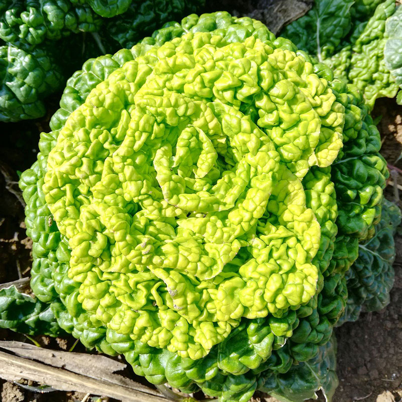 黄心乌菜种子 乌塌菜菊花芯种子 黄心菜白菜 淮南特色菜秋季播 - 图2