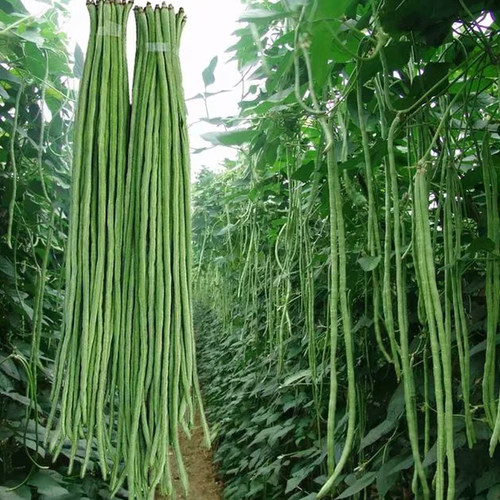 四季原装蔬菜种子长豆角种子架豆芸豆春夏秋豇豆家庭院种植易种 - 图1