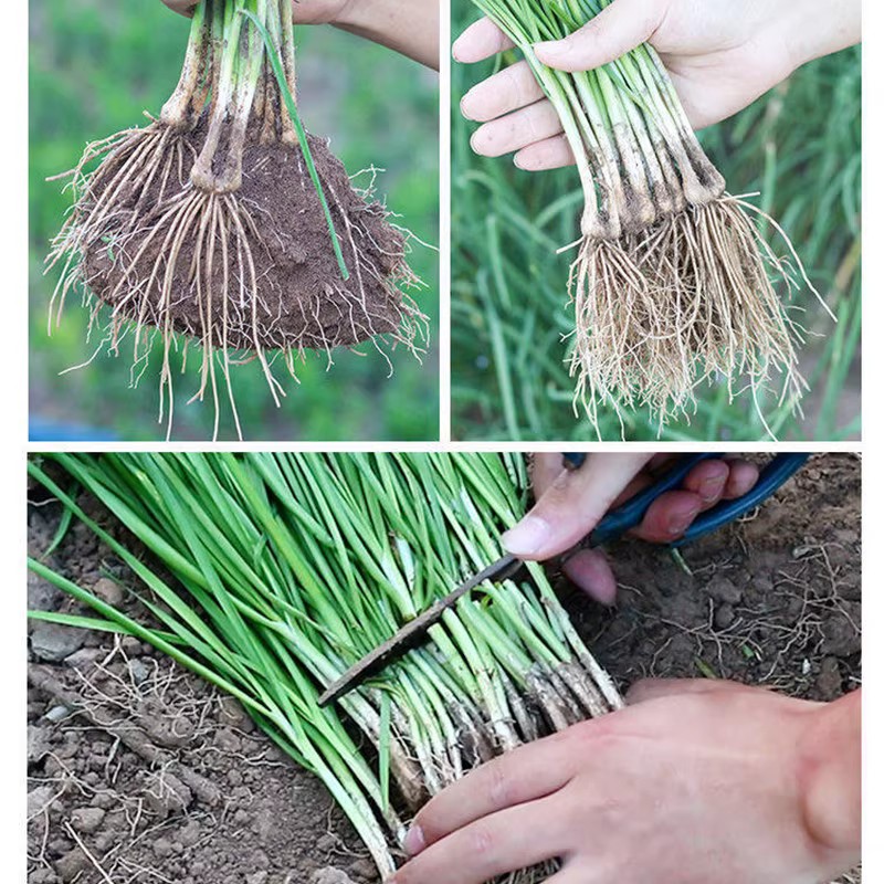 四季韭菜根苗阳台庭院种植苗红紫根食用韭菜苗盆栽种子带土小叶根-图1