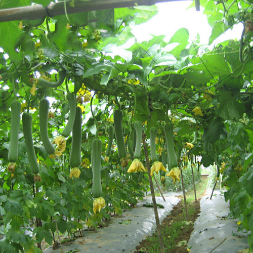 大肉丝瓜种子香老品种蔬菜爬藤蔬果家庭早熟高产阳台庭院易种植-图3