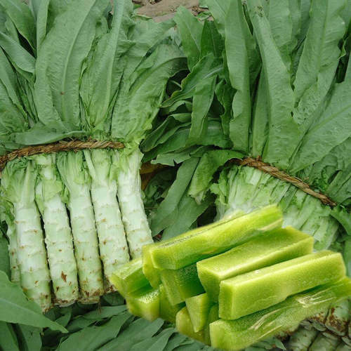 四季莴苣种子莴笋蔬菜籽庭院阳台耐热耐寒庭院易种可春二月皮莴苣 - 图1