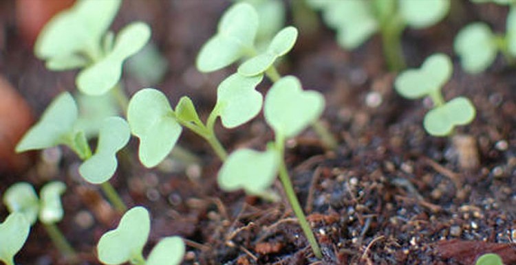 奶油小白菜种子四季早熟阳台庭院家庭易种植种菜籽种易种蔬菜籽 - 图1