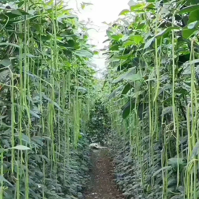 四季播摘不败高产豇豆种子绿条特长豆角春播架豆蔬菜四季豆种籽 - 图2