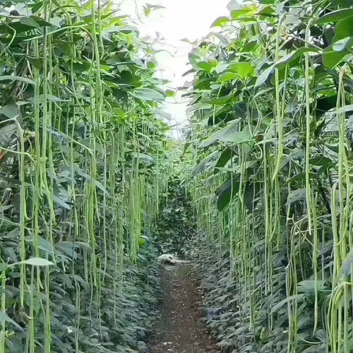 四季原装蔬菜种子长豆角种子架豆芸豆春夏秋豇豆家庭院种植易种 - 图2