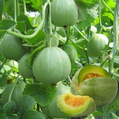锦秀花魁绿皮甜瓜种子超甜绿肉香瓜四季易种盆栽蔬菜苗种苗 虎窝淘