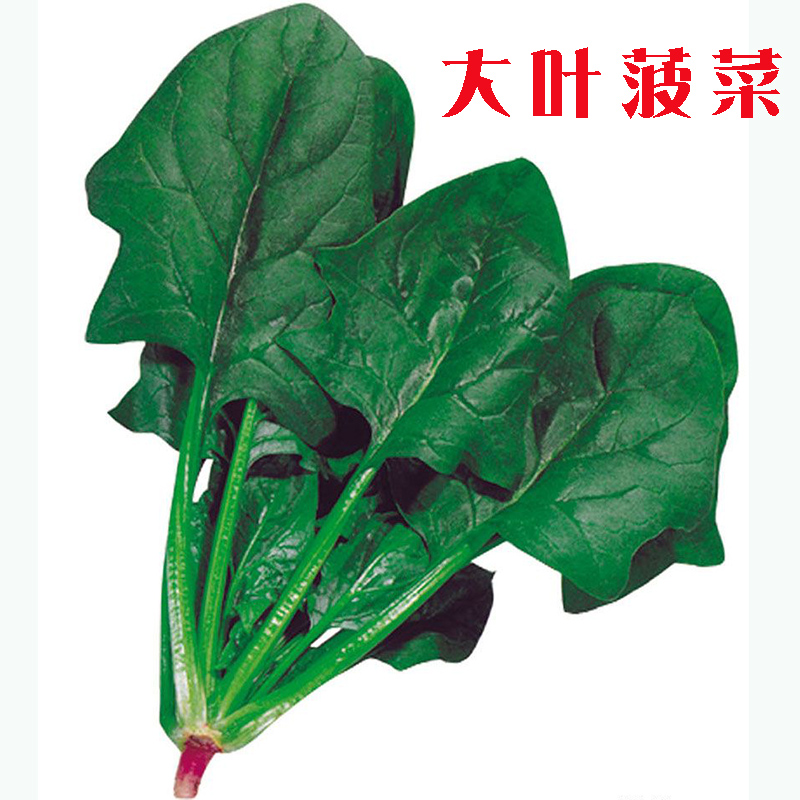 四季大叶菠菜蔬菜种子土菠菜种子速生家庭院阳台易种大全四季种植 - 图3