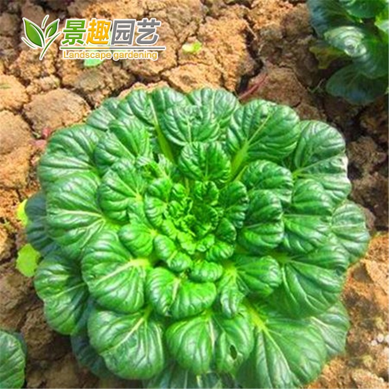 乌榻菜种子庭院盆栽蔬菜易种植阳台庭院田园蔬菜乌塌菜四季种植 - 图0