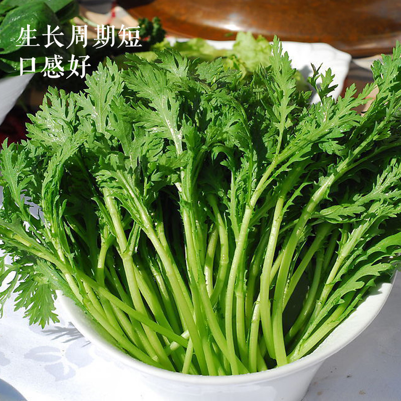 小叶茼蒿皇帝菜种子四季播种蔬菜精选光杆茼蒿阳台庭院大田容-图2