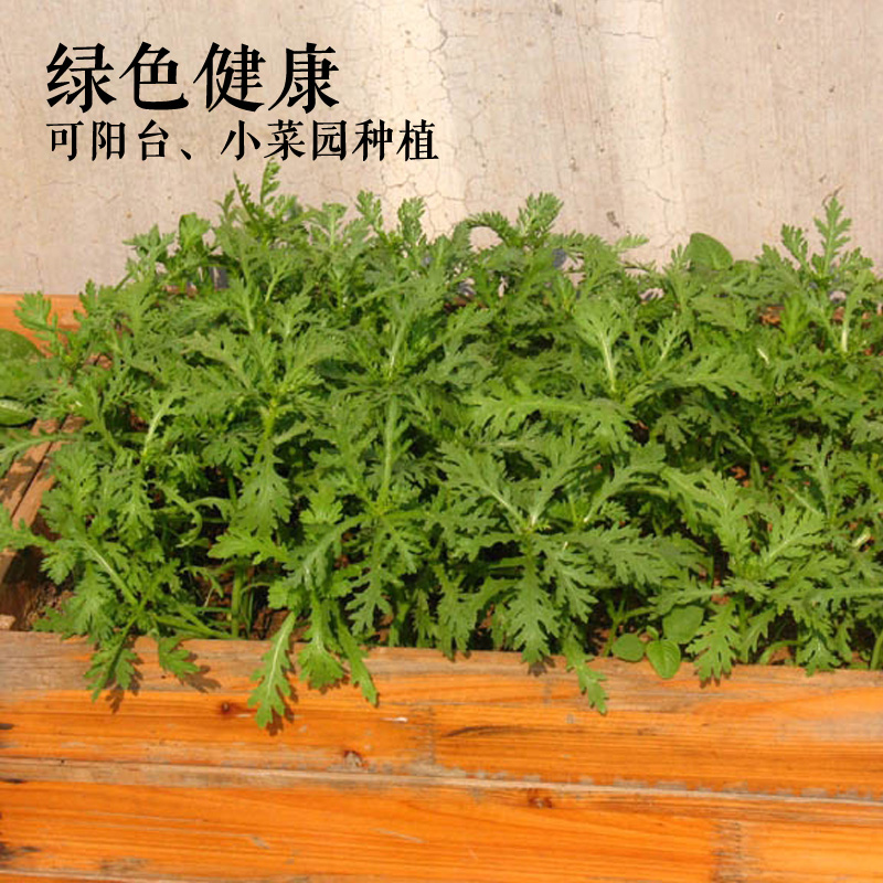 小叶茼蒿皇帝菜种子四季播种蔬菜精选光杆茼蒿阳台庭院大田容-图1