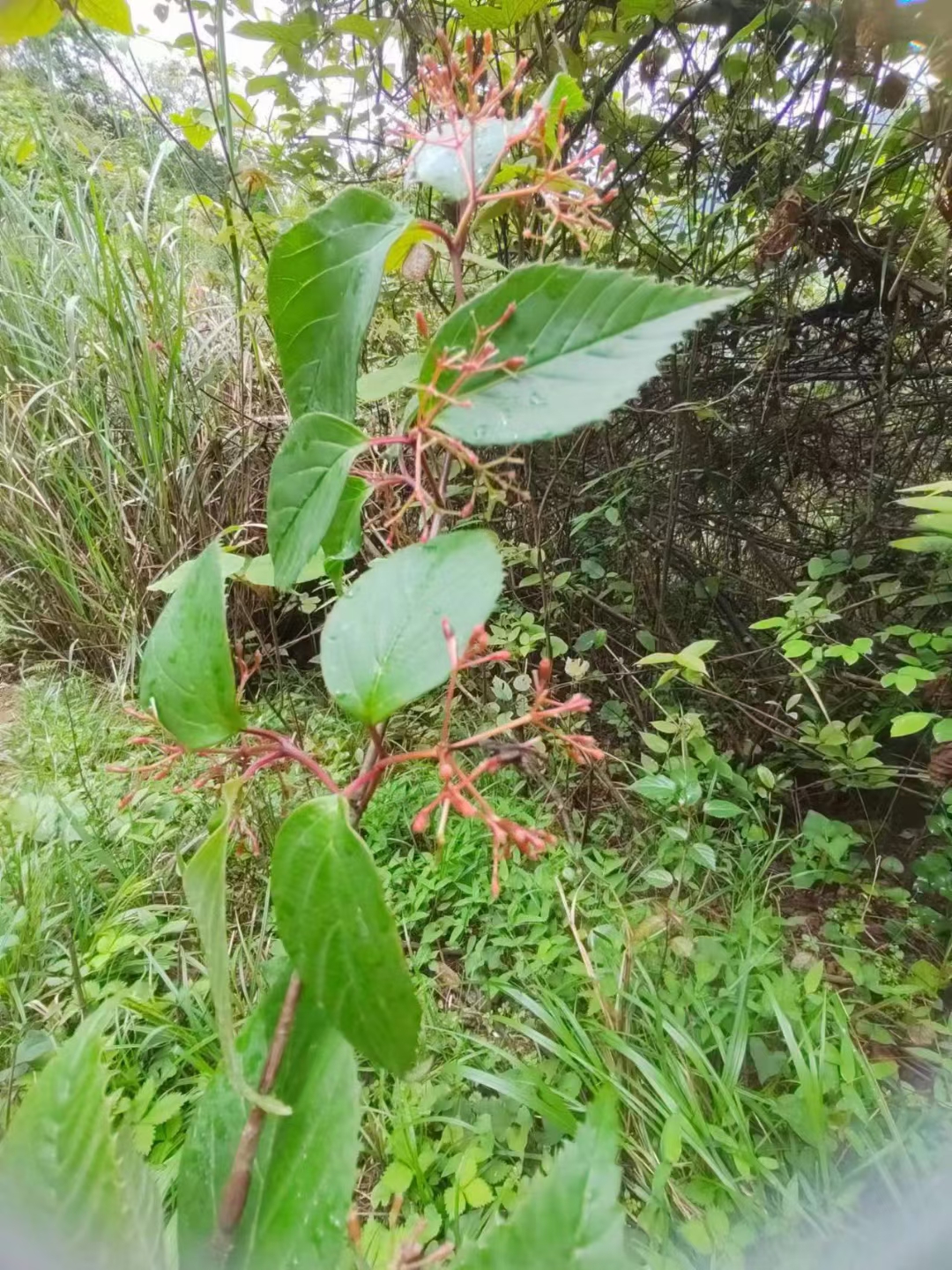 桦叶荚蒾观赏灌木中草药材种苗种子园林绿化苗木庭院观果药用观花-图0