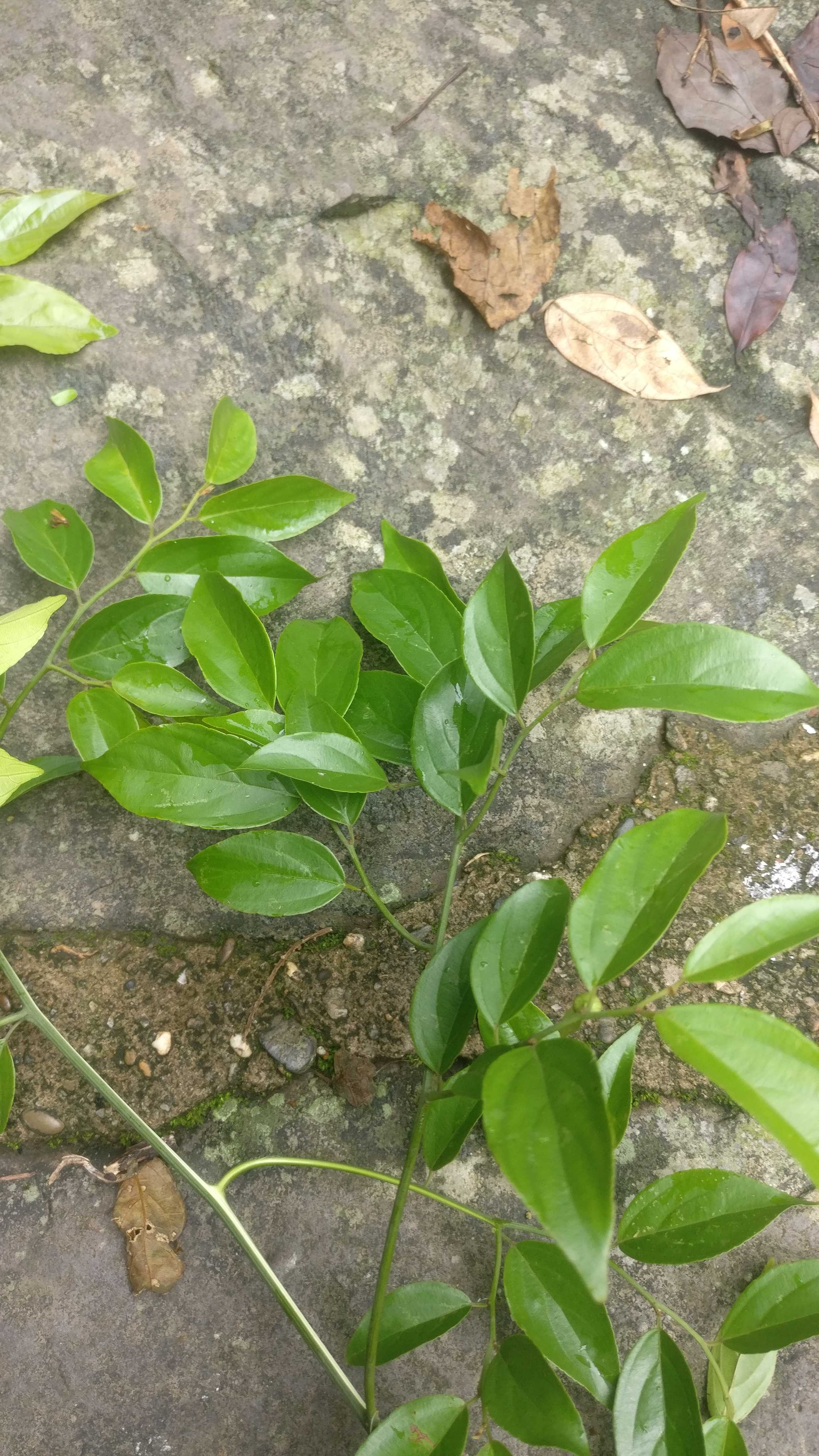 血风根鼠李科翼核果藤本植物观赏药用盆栽花卉药材种苗种子草药 - 图0