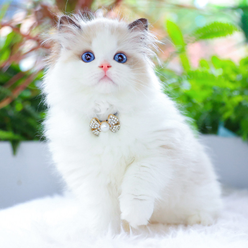 纯种血统蓝眼白色海双布偶猫仙女猫咪活物幼猫宠物猫活体猫舍幼崽_虎窝淘
