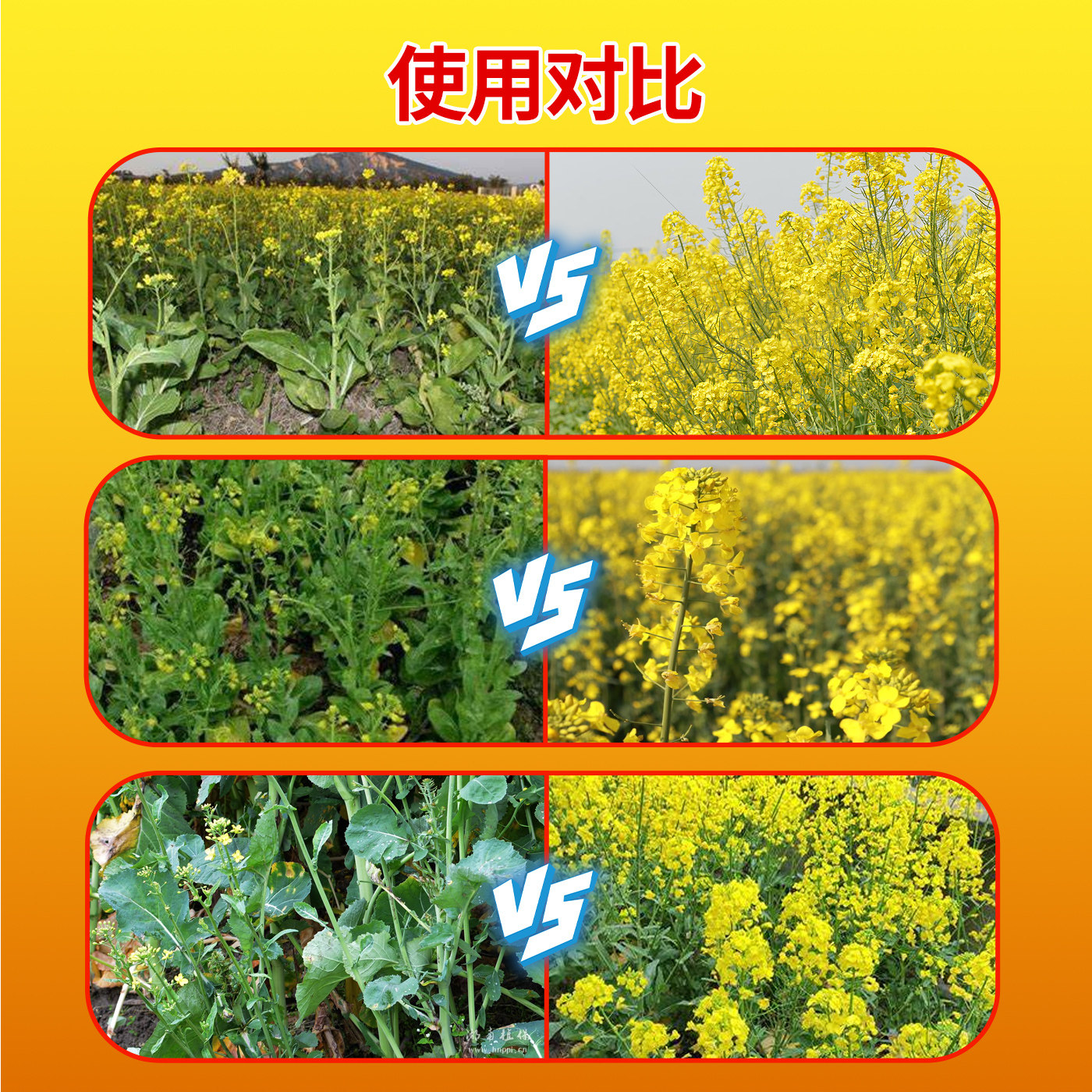 油菜丰产粒粒饱提高出油率促花授粉抗倒伏籽粒饱满油菜专用叶面肥,淘宝优惠券,粉丝福利购,淘宝优惠卷