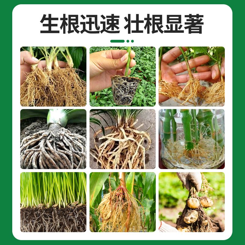 猛生根原液强力生根壮苗剂生根粉液移栽扦插果树花卉通用促生发根